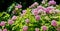 Hydrangea hortensis