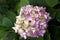 Hydrangea inflorescence with delicate pink flowers