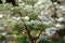 Hydrangea inflorescence flowers.