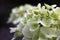 Hydrangea inflorescence fragment.