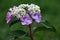 Hydrangea inflorescence on a green background.