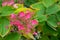 Hydrangea inflorescence with pink flowers among yellowing leaves on bush in the garden close-up