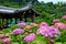 Hydrangea, Japanese temple