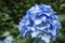 Hydrangea at Japanese Temple in Kamakura