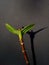 Hydrangea Leaf Bud on Black with Silhouette