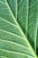 Hydrangea leaf, deciduous shrub with marked veins decorated with dew drops