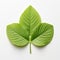 Hydrangea Leaf: Green Leaf Isolated On White Background