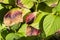 Hydrangea leaves disease frozen