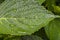 Hydrangea leaves and flowers. micro photo