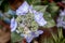 Hydrangea light blue flowerhead close up