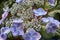 Hydrangea light blue flowerhead close up