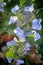 Hydrangea light blue flowerheads