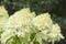 Hydrangea light green flowers, close up photo