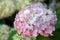 Hydrangea macrophylla