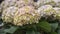 Hydrangea macrophylla, bigleaf, French, lacecap, mophead hydrangea, penny mac and hortensia