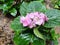 Hydrangea macrophylla blooms can be solid,bicolored or multicolored with single or double florets