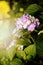 Hydrangea macrophylla \'Endless Summer\'