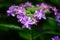 Hydrangea macrophylla flower detail