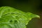 Hydrangea macrophylla hortensia flower leaf
