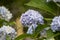 Hydrangea macrophylla Hortensia white and blue flowers details in sunny day