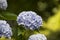 Hydrangea macrophylla Hortensia white and blue flowers details in sunny day