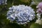 Hydrangea macrophylla Hortensia white and blue flowers details in sunny dayn sunny day