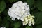 Hydrangea macrophylla Hortensia white flowers