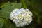 Hydrangea macrophylla Hortensia white flowers