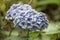 Hydrangea macrophylla Hortensia white flowers details in sunny d