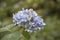 Hydrangea macrophylla Hortensia white flowers details in sunny d