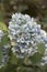 Hydrangea macrophylla Hortensia white flowers details in sunny d