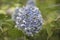 Hydrangea macrophylla Hortensia white flowers details in sunny d