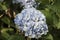 Hydrangea macrophylla Hortensia white flowers details in sunny day