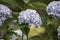 Hydrangea macrophylla Hortensia white flowers details in sunny day