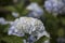 Hydrangea macrophylla Hortensia white flowers details in sunny day