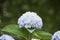 Hydrangea macrophylla Hortensia white flowers details in sunny day