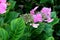 Hydrangea macrophylla Lacecap Pink