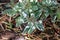 Hydrangea macrophylla `Maculata`,