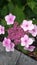 Hydrangea macrophylla Mariesii Lilacina