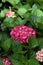 Hydrangea macrophylla pink flowers hortensia plant