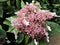 Hydrangea macrophylla, a pink lacecap hydrangea