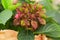 Hydrangea macrophylla `Schloss Wackerbarth` with beautiful tricolor red, green and burgundy flowers.