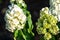 Hydrangea - Magical kilimanjaro - white blooming flower. Panicle hydrangea in garden.