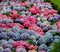 Hydrangea in Multi Colors