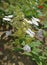 Hydrangea paniculata Angels Blush, beautiful upright shrub