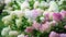 Hydrangea paniculata blooming outdoors, Vanille Fraise panicled hydrangea with pink and white flowers in summer garden