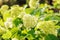 Hydrangea paniculata bush in summer garden