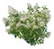 Hydrangea paniculata, called also panicled hydrangea, flowering plant cutout isolated on white background