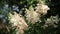 Hydrangea paniculata Candlelight