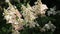 Hydrangea paniculata Candlelight